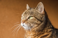 Denk hieraan, als je katten overweegt