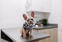Zo bespaar je op de steeds duurdere dierenartsrekening