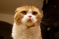 Deze schattige kattenrassen mag je nu niet meer kopen