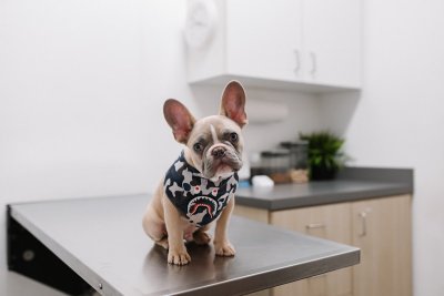 Zo bespaar je op de steeds duurdere dierenartsrekening
