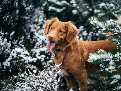 Zo bescherm je hond en kat tegen de winterse kou